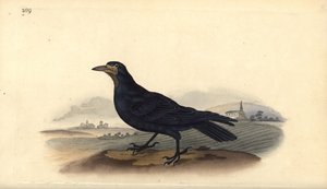 Wieża, Corvus frugilegus. Ręcznie kolorowany miedzioryt rysowany i grawerowany przez Edwarda Donovana z jego własnej „Historii naturalnej ptaków brytyjskich”, Londyn autorstwa Edward Donovan