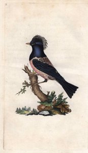 Szpak Finch. Sturnus roseus (Turdus roseus). Miedzioryt autorstwa Edwarda Donovana (1768-1837), opublikowany w Natural History of British Birds, Londyn autorstwa Edward Donovan