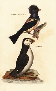 Różany szpak, Pastor roseus i maskonur, Fratercula arctica autorstwa Edward Donovan