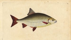 Wzdręga, Scardinius erythrophthalmus (czerwone oko, Cyprinus erythrophthalmus). Ręcznie barwiony miedzioryt narysowany i rytowany przez Edwarda Donovana z jego Natural History of British Fishes, Donovan and F.C. i J. Rivington, Londyn autorstwa Edward Donovan