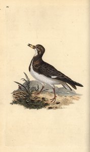 Rumiany kamień milowy, Arenaria interpres. Ręcznie barwiony miedzioryt rysowany i grawerowany przez Edwarda Donovana z jego własnej „Historii naturalnej ptaków brytyjskich”, Londyn autorstwa Edward Donovan
