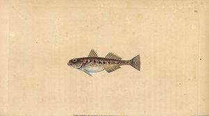 Babka piaskowa, Pomatoschistus minutus (babka plamista, Gobius minutus). Ręcznie barwiony miedzioryt narysowany i rytowany przez Edwarda Donovana z jego Natural History of British Fishes, Donovan and F.C. i J. Rivington, Londyn autorstwa Edward Donovan