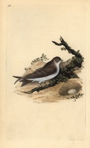 Sand martin, Riparia riparia, z gniazdem i jajkiem. Ręcznie kolorowany miedzioryt narysowany i wygrawerowany przez Edwarda Donovana z jego własnej "Natural History of British Birds" (1794-1819). Edward Donovan (1768-1837) był angielsko-irlandzkim zoologiem autorstwa Edward Donovan