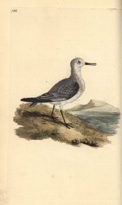 Sanderling, Calidris alba. Ręcznie kolorowany miedzioryt rysowany i grawerowany przez Edwarda Donovana z jego własnej „Historii naturalnej ptaków brytyjskich”, Londyn autorstwa Edward Donovan