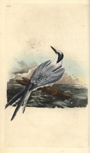 Rybitwa kanapkowa, Thalasseus sandvicensis. Ręcznie barwiony miedzioryt rysowany i grawerowany przez Edwarda Donovana z jego własnej „Historii naturalnej ptaków brytyjskich”, Londyn autorstwa Edward Donovan
