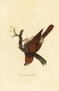 Munia łuszcząca się lub plamista, Lonchura punctulata autorstwa Edward Donovan