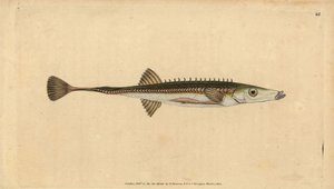 Ciernik morski, Spinachia spinachia (Piętnastokolcowy ciernik, Gasterosteus spinachia). Ręcznie barwiony miedzioryt narysowany i rytowany przez Edwarda Donovana z jego Natural History of British Fishes, Donovan and F.C. i J. Rivington, Londyn autorstwa Edward Donovan