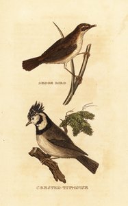 Pokrzewka turzycowa, Acrocephalus schoenobaenus i sikora czubatka, Lophophanes cristatus autorstwa Edward Donovan