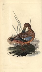 Kaczka płaskonosa (samica), Anas clypeata. Ręcznie barwiony miedzioryt rysowany i grawerowany przez Edwarda Donovana z jego własnej „Historii naturalnej ptaków brytyjskich”, Londyn autorstwa Edward Donovan