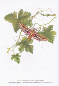 Silver Stripe Hawk Moth, Shinx Celerio, Nature in Britain, wyd. Collins, 1946 autorstwa Edward Donovan