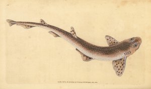 Mały rekin cętkowany, Scyliorhinus canicula (Rekin plamisty, Squalus catulus). Ręcznie barwiony miedzioryt narysowany i rytowany przez Edwarda Donovana z jego Natural History of British Fishes, Donovan and F.C. i J. Rivington, Londyn
