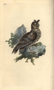 Mniejsza uszatka syberyjska lub ołówkowa, Strix pulchella. (Scops owl, Otus scops?) Ręcznie kolorowany miedzioryt narysowany i grawerowany przez Edwarda Donovana z jego własnej „Historii naturalnej ptaków brytyjskich”, Londyn autorstwa Edward Donovan