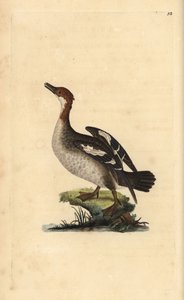 Bielaczek, Mergellus albellus, samica. Ręcznie barwiony miedzioryt rysowany i grawerowany przez Edwarda Donovana z jego własnej „Historii naturalnej ptaków brytyjskich”, Londyn autorstwa Edward Donovan