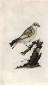 Śnieżny Wróbel. Plectrophenax nivalis (Emberiza nivalis). Miedzioryt Edwarda Donovana (1768-1837), opublikowany w Histoire naturelle des oiseaux britanniques, Londyn autorstwa Edward Donovan