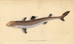 Koleń kolenia, Squalus acanthias (zbierany rekin lub psia ryba). Wrażliwy. Ręcznie barwiony miedzioryt narysowany i rytowany przez Edwarda Donovana z jego Natural History of British Fishes, Donovan and F.C. i J. Rivington, Londyn