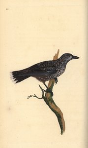 Orzechówka plamista, Nucifraga caryocatactes. Ręcznie kolorowany miedzioryt narysowany i wygrawerowany przez Edwarda Donovana z jego własnej "Natural History of British Birds", Londyn. autorstwa Edward Donovan