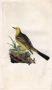 Pliszka wiosenna. Flama Motacilla. Miedzioryt autorstwa Edwarda Donovana (1768-1837), opublikowany w Natural History of British Birds, Londyn autorstwa Edward Donovan