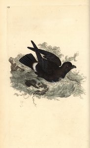 Burzyk burzowy, Hydrobates pelagicus. Ręcznie barwiony miedzioryt rysowany i grawerowany przez Edwarda Donovana z jego własnej „Historii naturalnej ptaków brytyjskich”, Londyn autorstwa Edward Donovan