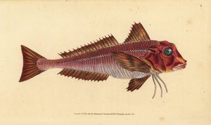 Gurnard pasmowy, Trigloporus lastoviza (Trigla lineata). Ręcznie barwiony miedzioryt narysowany i rytowany przez Edwarda Donovana z jego Natural History of British Fishes, Donovan and F.C. i J. Rivington, Londyn autorstwa Edward Donovan