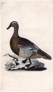 Letnia cyraneczka. Anas querquedula. Miedzioryt autorstwa Edwarda Donovana (1768-1837), opublikowany w Natural History of British Birds, Londyn autorstwa Edward Donovan
