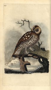 Puszczyk, Strix aluco. Ręcznie barwiony miedzioryt rysowany i grawerowany przez Edwarda Donovana z jego własnej „Historii naturalnej ptaków brytyjskich”, Londyn autorstwa Edward Donovan