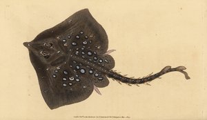 Łyżwa Thornback, Raja clavata. Prawie zagrożony. Ręcznie barwiony miedzioryt narysowany i rytowany przez Edwarda Donovana z jego Natural History of British Fishes, Donovan and F.C. i J. Rivington, Londyn autorstwa Edward Donovan