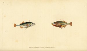 Ciernik trójkolcowy, Gasterosteus aculeatus. Ręcznie barwiony miedzioryt narysowany i rytowany przez Edwarda Donovana z jego Natural History of British Fishes, Donovan and F.C. i J. Rivington, Londyn autorstwa Edward Donovan
