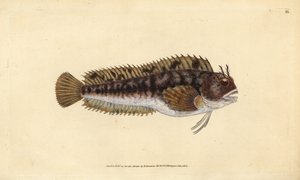 Tompot blenny, Parablennius gattorugine (Gattorugine, Blennius gattorugine). Ręcznie barwiony miedzioryt narysowany i rytowany przez Edwarda Donovana z jego Natural History of British Fishes, Donovan and F.C. i J. Rivington, Londyn autorstwa Edward Donovan