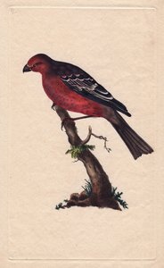 Drzewa. Enukleator Pinicola (enukleator Loxia). Miedzioryt autorstwa Edwarda Donovana (1768-1837), opublikowany w Natural History of British Birds, Londyn autorstwa Edward Donovan