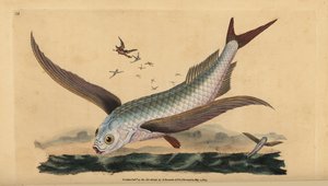 Tropikalna dwuskrzydłowa ryba latająca lub pospolita ryba latająca. Ręcznie barwiony miedzioryt narysowany i rytowany przez Edwarda Donovana z jego Natural History of British Fishes, Donovan and F.C. i J. Rivington, Londyn autorstwa Edward Donovan
