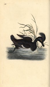Czernica kaczka, Aythya fuligula. Ręcznie kolorowany miedzioryt rysowany i grawerowany przez Edwarda Donovana z jego własnej „Historii naturalnej ptaków brytyjskich”, Londyn autorstwa Edward Donovan