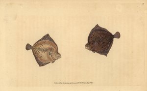 Turbot, Scophthalmus maximus (stornia cyklop, cyklop Pleuronectes). Ręcznie barwiony miedzioryt narysowany i rytowany przez Edwarda Donovana z jego Natural History of British Fishes, Donovan and F.C. i J. Rivington, Londyn autorstwa Edward Donovan