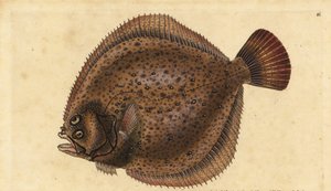 Turbot, Scophthalmus maximus (Pleuronectes maximus). Ręcznie barwiony miedzioryt narysowany i rytowany przez Edwarda Donovana z jego Natural History of British Fishes, Donovan and F.C. i J. Rivington, Londyn autorstwa Edward Donovan