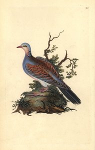 Żółw gołąbek, Streptopelia turtur. Ręcznie barwiony miedzioryt narysowany i rytowany przez Edwarda Donovana z jego własnej „Historii naturalnej ptaków brytyjskich” (1794-1819). Edward Donovan (1768-1837) był anglo-irlandzkim zoologiem-amatorem, pisarzem, a autorstwa Edward Donovan