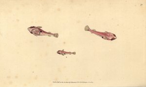Dwóch plamistych papug, Diplecogaster bimaculata bimaculata (Bimaculated przyssawka, Cyclopterus bimaculatus). Ręcznie barwiony miedzioryt narysowany i rytowany przez Edwarda Donovana z jego Natural History of British Fishes, Donovan and F.C. i J. Rivingto autorstwa Edward Donovan