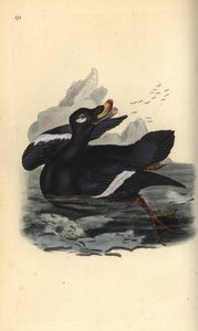 Hulajnoga aksamitna, Melanitta fusca. Ręcznie barwiony miedzioryt rysowany i grawerowany przez Edwarda Donovana z jego własnej „Historii naturalnej ptaków brytyjskich”, Londyn autorstwa Edward Donovan