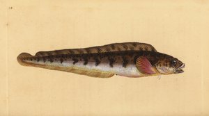 Żyworodny węgorz, Zoarces viviparus (Viviparus blenny, Blennius viviparus). Ręcznie barwiony miedzioryt narysowany i rytowany przez Edwarda Donovana z jego Natural History of British Fishes, Donovan and F.C. i J. Rivington, Londyn autorstwa Edward Donovan