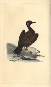 Mewa Wagel, młody z mewy żółtogrzbietej, Larus marinus. Ręcznie barwiony miedzioryt rysowany i grawerowany przez Edwarda Donovana z jego własnej „Historii naturalnej ptaków brytyjskich”, Londyn autorstwa Edward Donovan