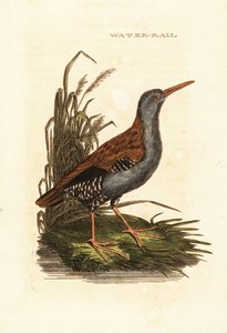 Szyna wodna, Rallus aquaticus autorstwa Edward Donovan