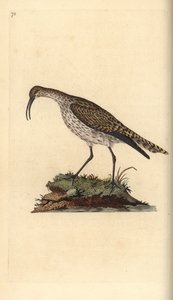 Whimbrel, Numenius phaeopus. Ręcznie barwiony miedzioryt rysowany i grawerowany przez Edwarda Donovana z jego własnej „Historii naturalnej ptaków brytyjskich”, Londyn autorstwa Edward Donovan