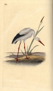 Bocian biały, Ciconia ciconia. Ręcznie kolorowany miedzioryt rysowany i grawerowany przez Edwarda Donovana z jego własnej „Historii naturalnej ptaków brytyjskich”, Londyn autorstwa Edward Donovan