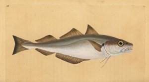 Witlinek, Merlangius merlangus (Gadus merlangus). Ręcznie barwiony miedzioryt narysowany i rytowany przez Edwarda Donovana z jego Natural History of British Fishes, Donovan and F.C. i J. Rivington, Londyn autorstwa Edward Donovan