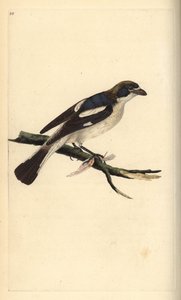 Woodchat dzierzba, senator Lanius. Ręcznie kolorowany miedzioryt rysowany i grawerowany przez Edwarda Donovana z jego własnej „Historii naturalnej ptaków brytyjskich”, Londyn autorstwa Edward Donovan