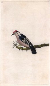 Dzięcioł. Dendrocopos minor (Picus minor). Miedzioryt autorstwa Edwarda Donovana (1768-1837), opublikowany w Natural History of British Birds, Londyn autorstwa Edward Donovan