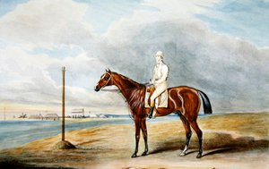 „Spaniel” Lorda Lowthera W. Wheatley w Epsom, ok. 1831 (akwarela na papierze)