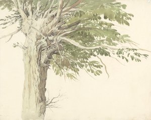 Studium ogładzonego drzewa - wierzby autorstwa Edward Duncan