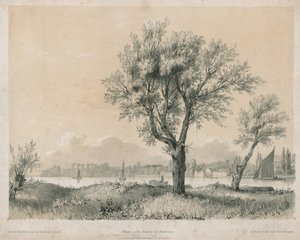 Wierzby nad Tamizą w Battersea
