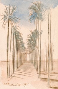 Aleja drzew autorstwa Edward Lear