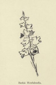 Barkia Howlaloudia autorstwa Edward Lear