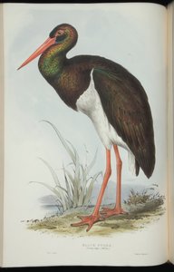 Bocian czarny, z „Ptaków Europy” Johna Gould autorstwa Edward Lear